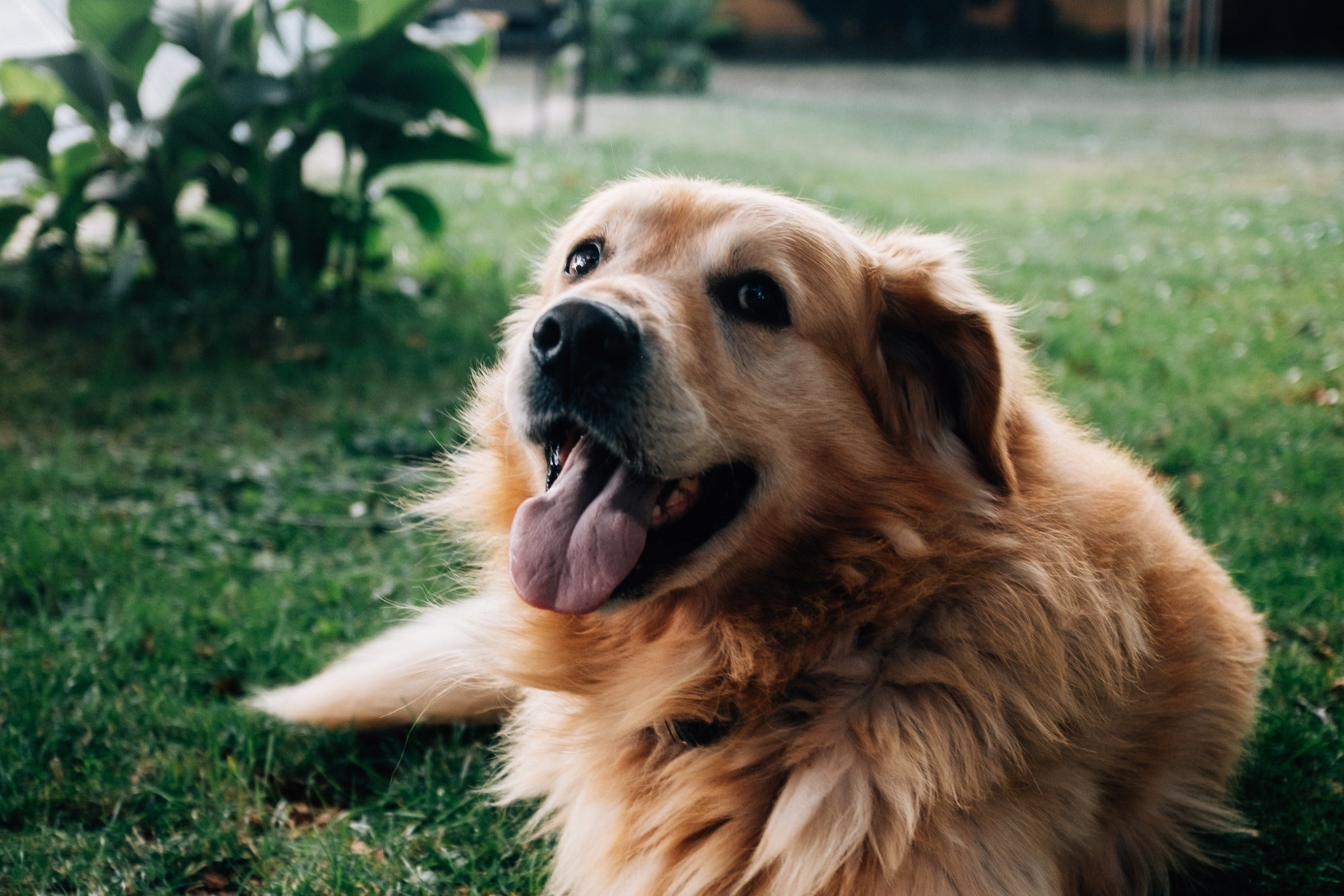 happy golden retriever in summer